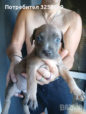 🐶 Продавам красиви Американски Питбул кученца - 8 броя, 2 месеца, снимка 16 - Питбул - 55679299