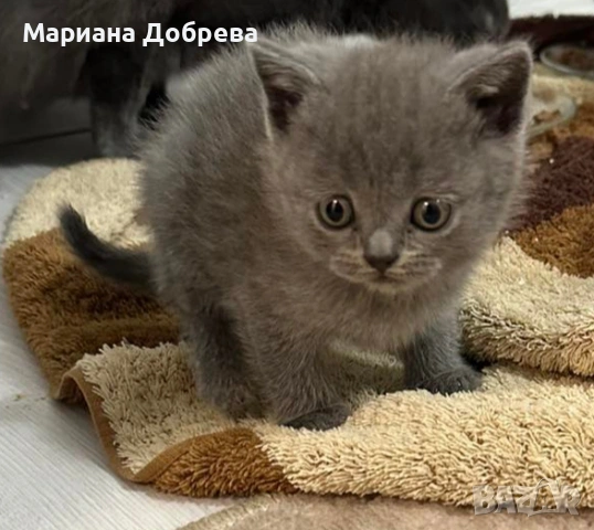Британско късокосместо женско коте 
