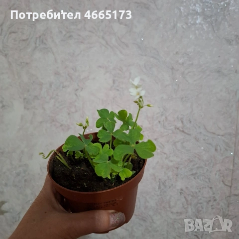 Оксалис /Детелина Бяла и Розова , снимка 7 - Градински цветя и растения - 54510708