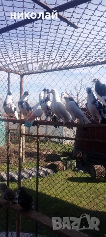 пазарджишки гълъби 