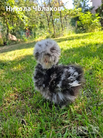 Американски копринки яйца , снимка 9 - Кокошки и пуйки - 54215690