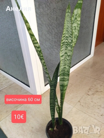 Сансевиери няколко вида ( вижте описанието), снимка 4 - Стайни растения - 54287373