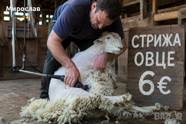 Стрижа овце район Попово