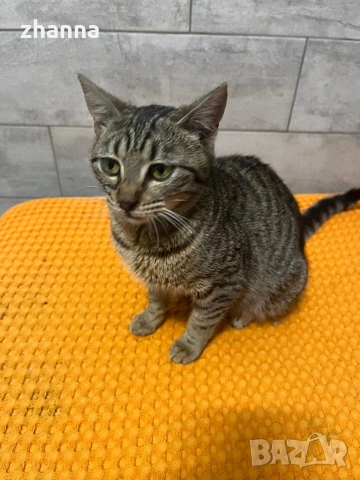 котенце момиче , снимка 3 - Други - 54101746