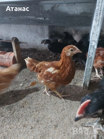 Пилета, снимка 3 - Кокошки и пуйки - 54063132