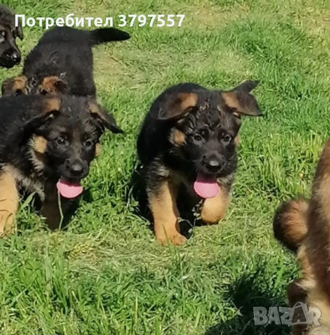 Kennel von Haus Evelin , снимка 6 - Немска овчарка - 54624861