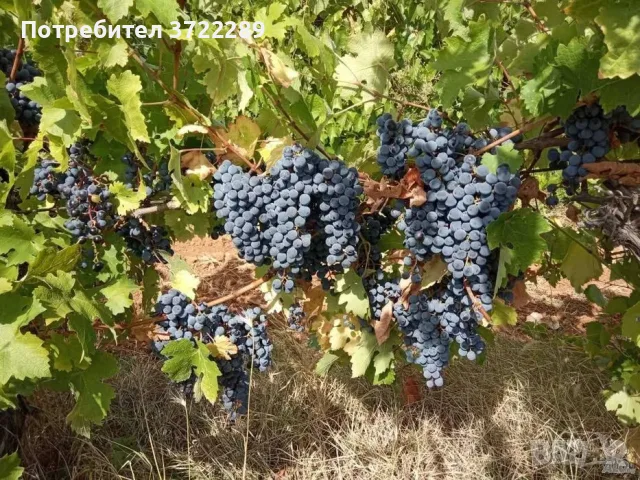 Продава грозде - Памид и Сира