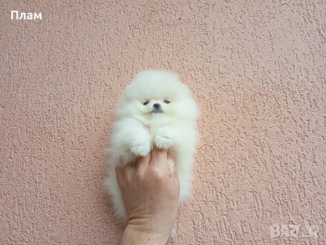 Бели Померани., снимка 3 - Померан - 54105599