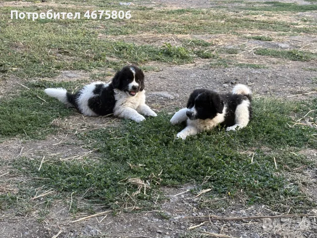 Български  овчарски кучета, снимка 2 - Каракачанска овчарка - 55533549