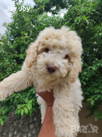 Lagotto Romaniolo 