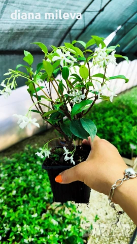 Жасмин, Trachelospermum Jasminoides, вечнозелен, студоустойчив, снимка 15 - Градински цветя и растения - 44919994
