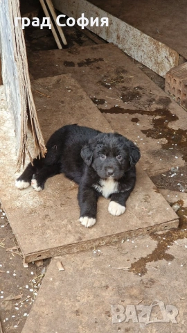 продавам породисти кученца на 40дена-Каракачанки, град Враца