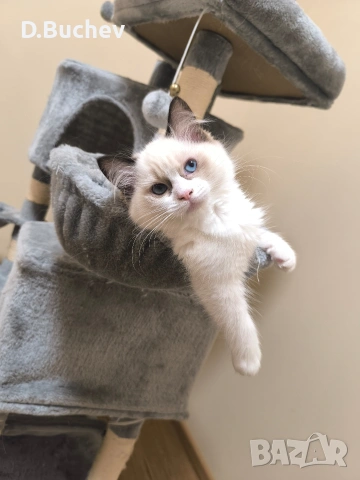 Ragdoll Cats / Регдол котенца , снимка 2 - Други - 55072600