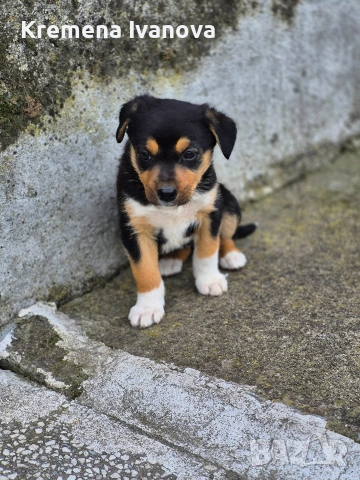 подарявам женски кученца, снимка 6 - Други - 54102819