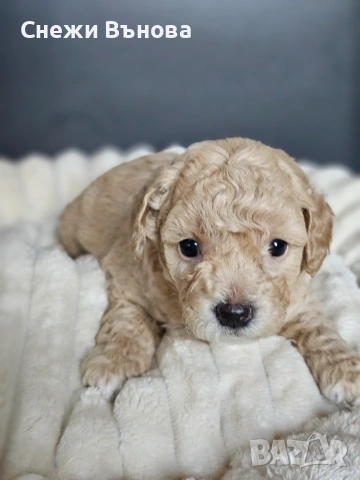 Ексклузивни Малтипу F1b бебета (Maltipoo) + Пълен Премиум Стартов Пакет (Подарък над 300€)