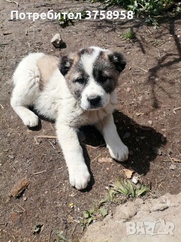 продавам алабаи , снимка 6 - Алабай - 54395622