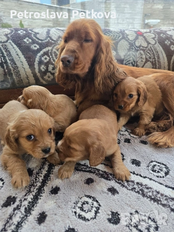 чистокръвни Кокер Шпаньоли