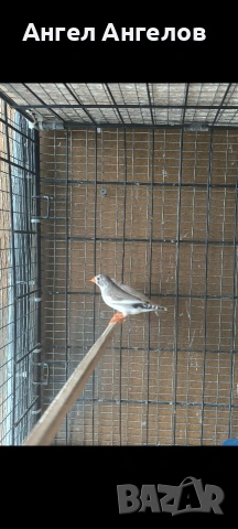 зеброви амадини , снимка 2 - Амадини - 54634588
