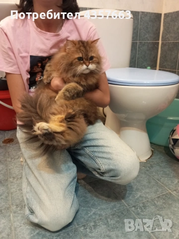 Продавам персийска котка 