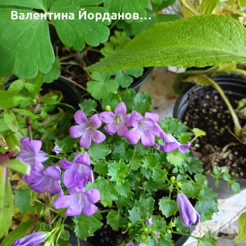 градински студоустойчиви цветя , снимка 6 - Разсади - 54689526