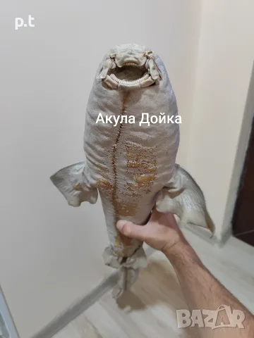 Препарирани акули 