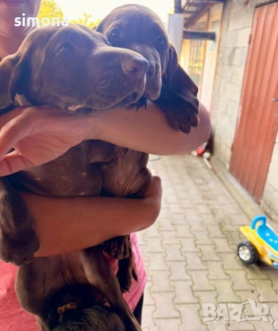 Продавам 2 мъжки курцхарчета, снимка 7 - Курцхаар - 54991405
