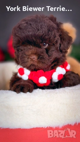 Пуде, малтипу момче - ексклузивен сладур! Доставка 