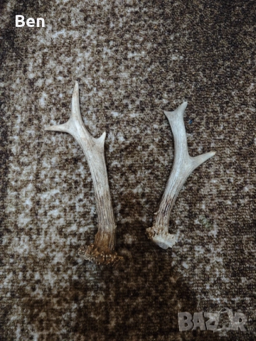 Рога от сръндак и шилар 