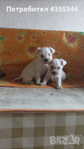 Цвергшнауцер , снимка 6 - Други - 54080125