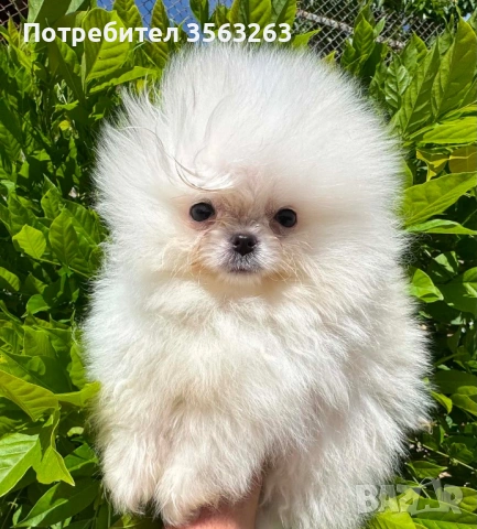 Продавам померан - момче , снимка 2 - Померан - 54874279