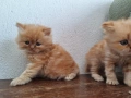 Персийски котенца, снимка 5