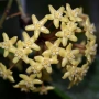  Hoya Хоя Quinquenervia , снимка 1