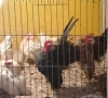 Пиленца и яйца от Малайска Серама , снимка 1