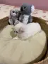 Момченце сладко, снимка 2