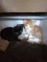 Подарявам котета - гр. Лясковец, снимка 1