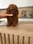 Момченца и момиченца той пудел, снимка 7
