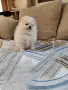 Померанче мъжко , снимка 3