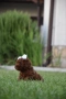 Той пудел Toy poodle, снимка 6