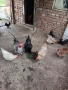 Продавам домашни кокошки , снимка 10
