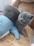 Британско късокосместо коте, снимка 3