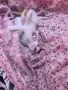 Малки  Котета момиченца, снимка 6