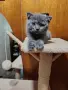 продавам 3 котенца , снимка 4