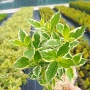 Вейгела флорида Вариегата, Weigela florida Variegata , снимка 4