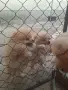 Померанчета момче и момиче , снимка 4