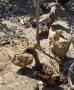 Продавам крякящи патици , снимка 3