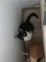 Подарявам котка, снимка 3