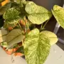 Добре вкоренена "Monstera Mint", снимка 1