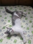 Перник Женска котка на година и половина търси дом , снимка 6