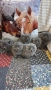 Котета Шотландски Фолд и Котета Британка Късокосместа , снимка 4