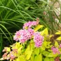 Японска спирея Голден принцес, Spiraea japonica Golden princess, снимка 1